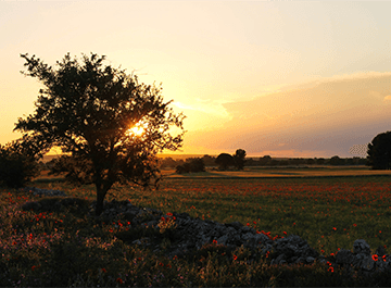 Solar-Konzept planning 800 MW of unsubsidized solar in southern Italy